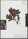 Foto von Salix hastata L.